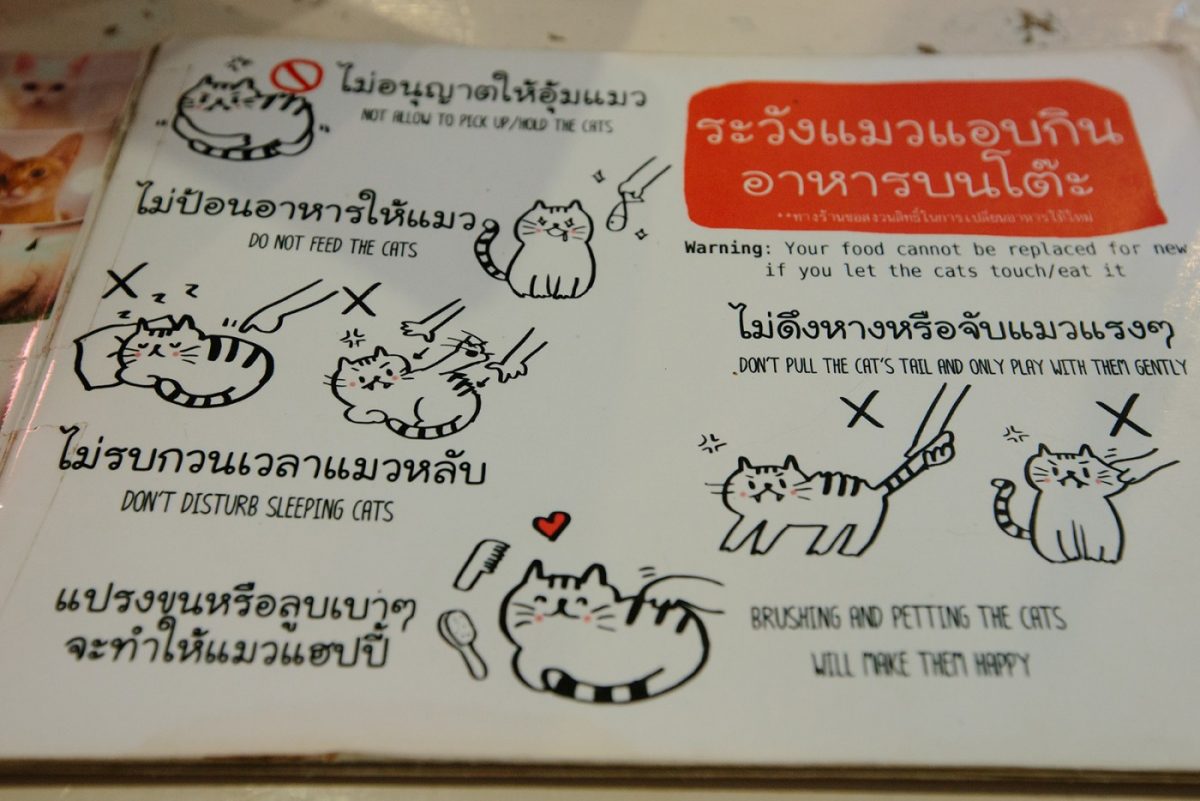 Котокафе меню. Визитка котокафе. Меню для кафе с котиками. Меню кафе с котами. Правила котокафе.